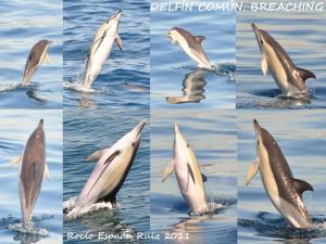 Breaching common dolphin