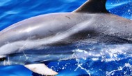 Introduction course to scientific research on cetaceans