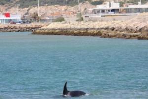 orca puerto Barbate. yeyo