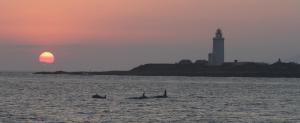 Orcas en Tarifa, verano 2012. Foto de Kiko Gil
