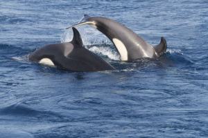 orcas2