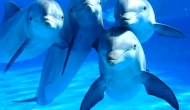 El delfín en el vientre materno.