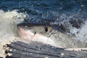 tiburon-blanco-comiendo-carrona-ballena-2